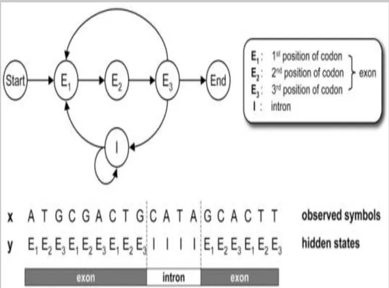 Hidden Markov Models and their Applications in Biological Sequence Analysis