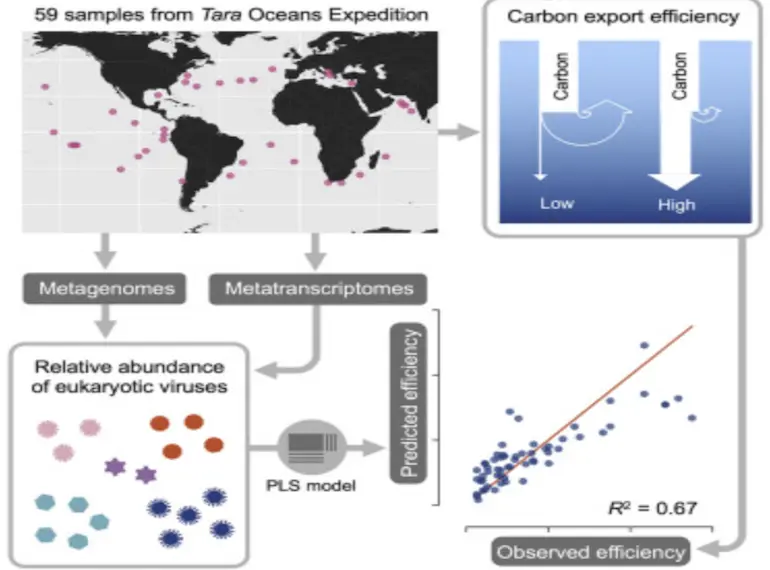 Eukaryotic virus composition can predict the efficiency of carbon export in the global ocean