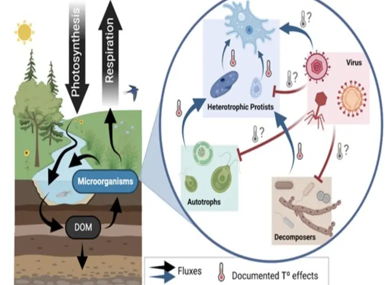 Viral infections likely mediate microbial controls on ecosystem responses to global warming